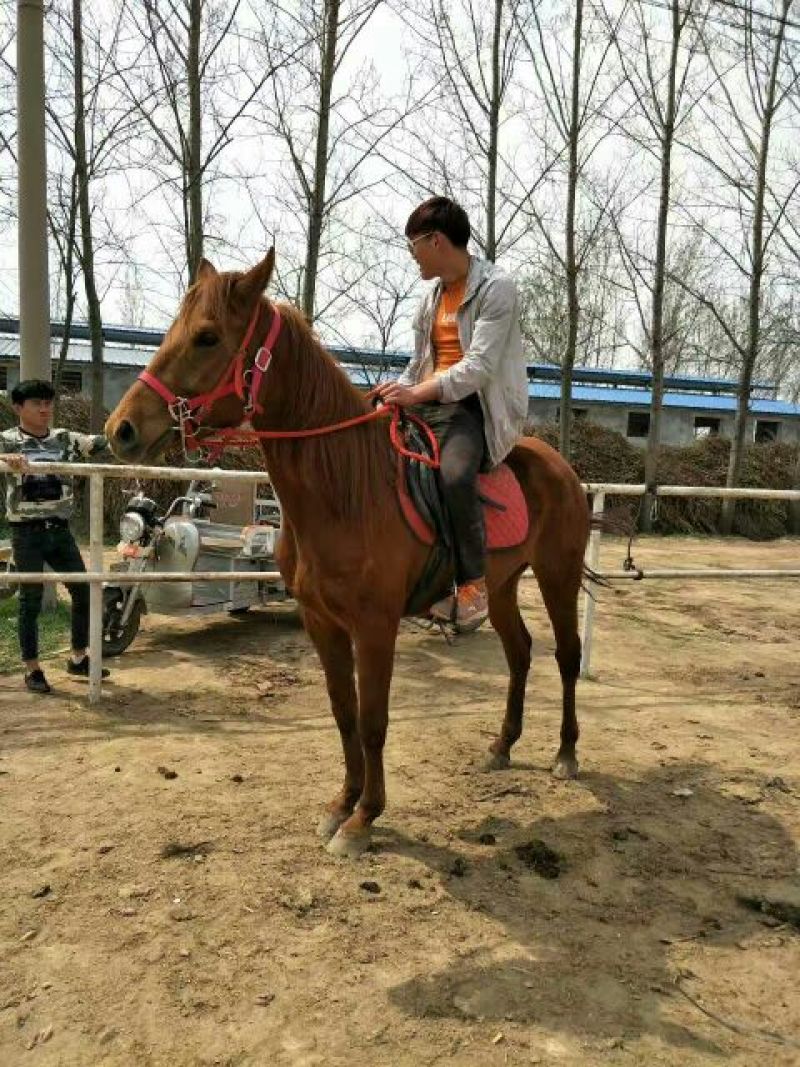 肉马300~400kg