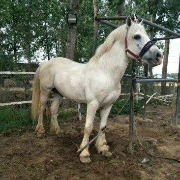 肉马300~400kg