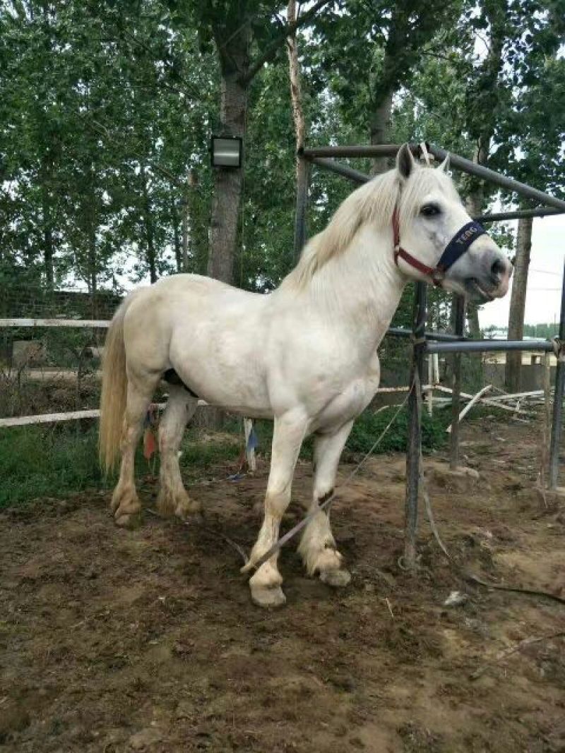 肉马300~400kg