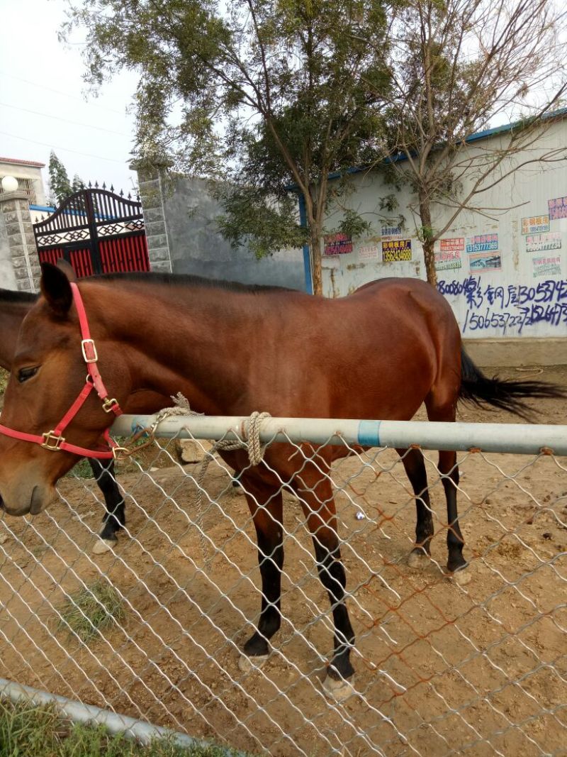 肉马300~400kg