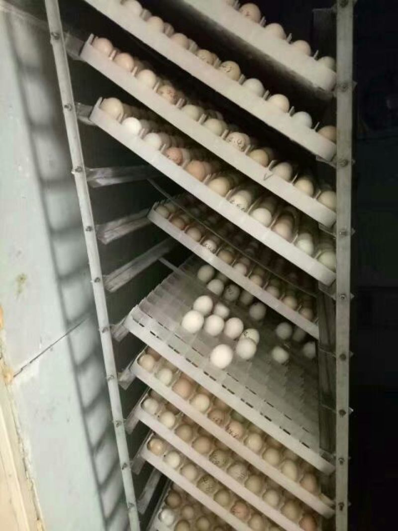 野鸡蛋，野鸡种蛋，山鸡蛋山鸡种蛋50g以下孵化专用