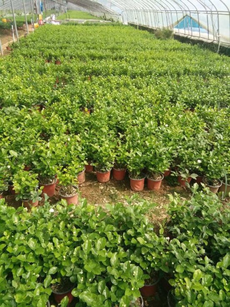 茉莉花