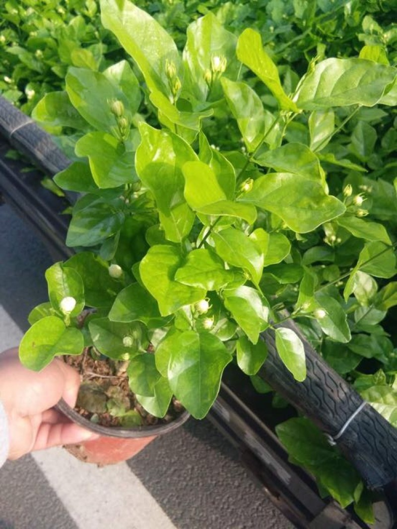 茉莉花