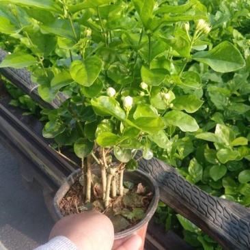 茉莉花