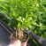 茉莉花