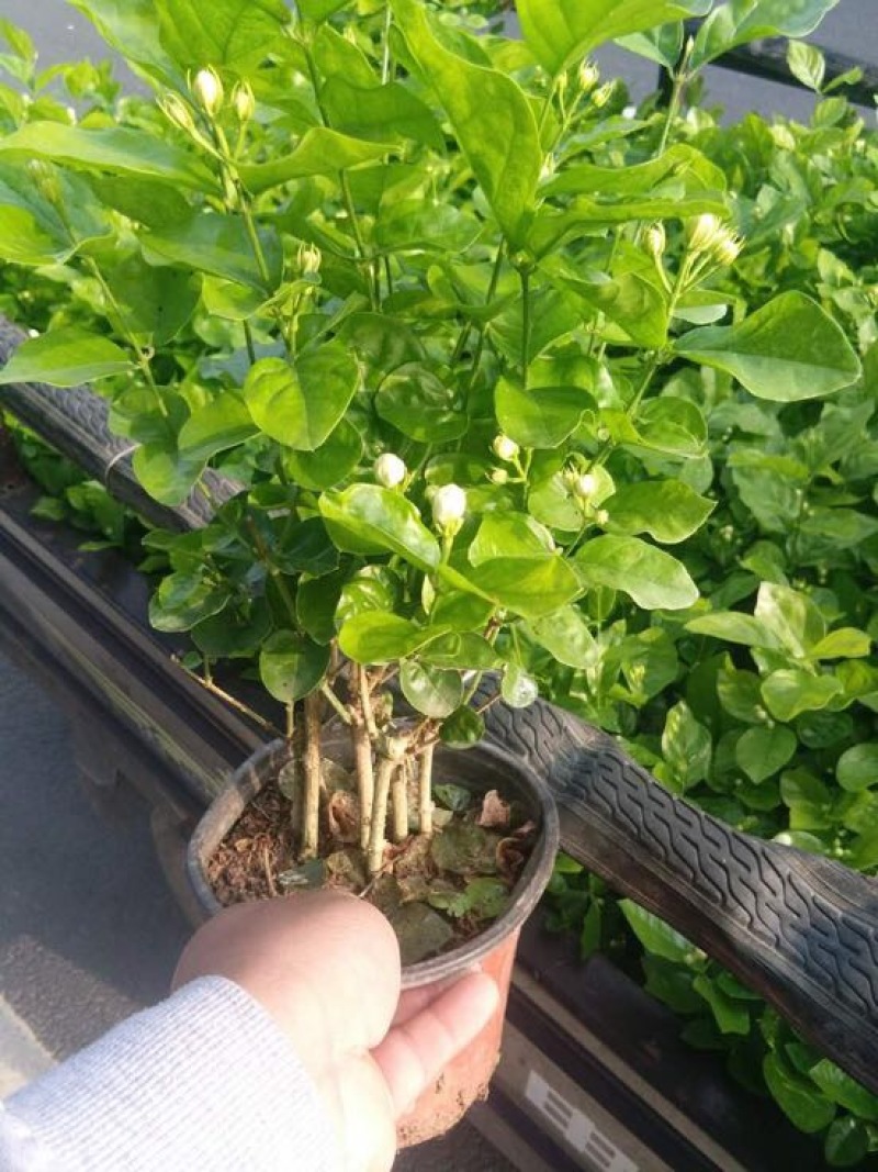 茉莉花
