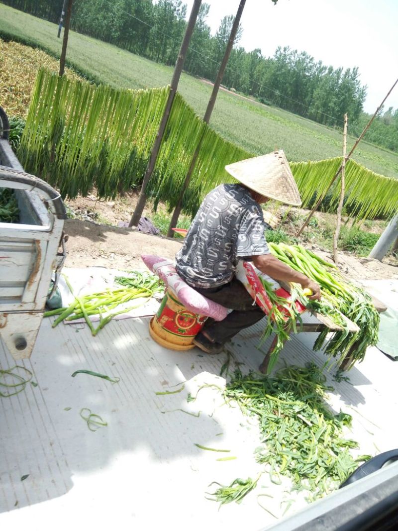 贡菜