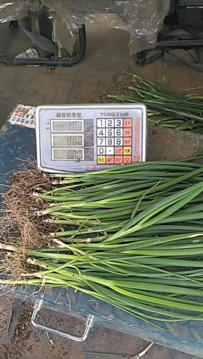 长白大葱葱苗60厘米章丘大葱葱苗葱栽子葱秧子