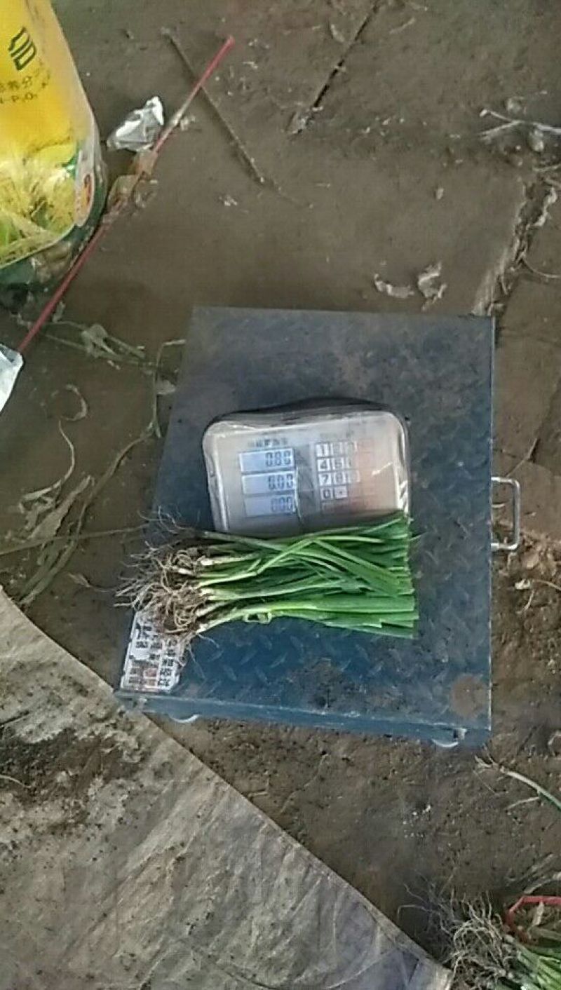 小葱25~30cm葱苗葱栽子葱秧子