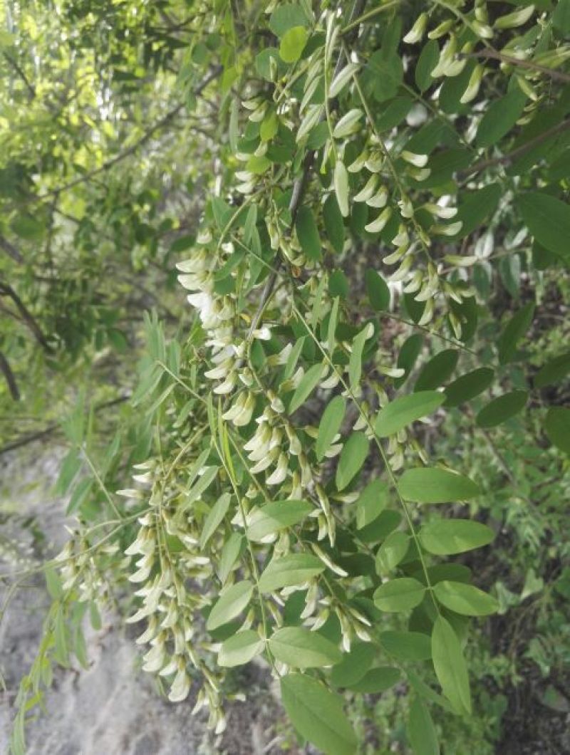 脱水槐花干槐花