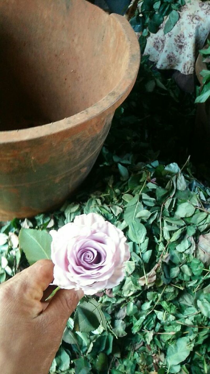 玫瑰苗50~60cm