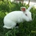 本土獭兔1~3kg