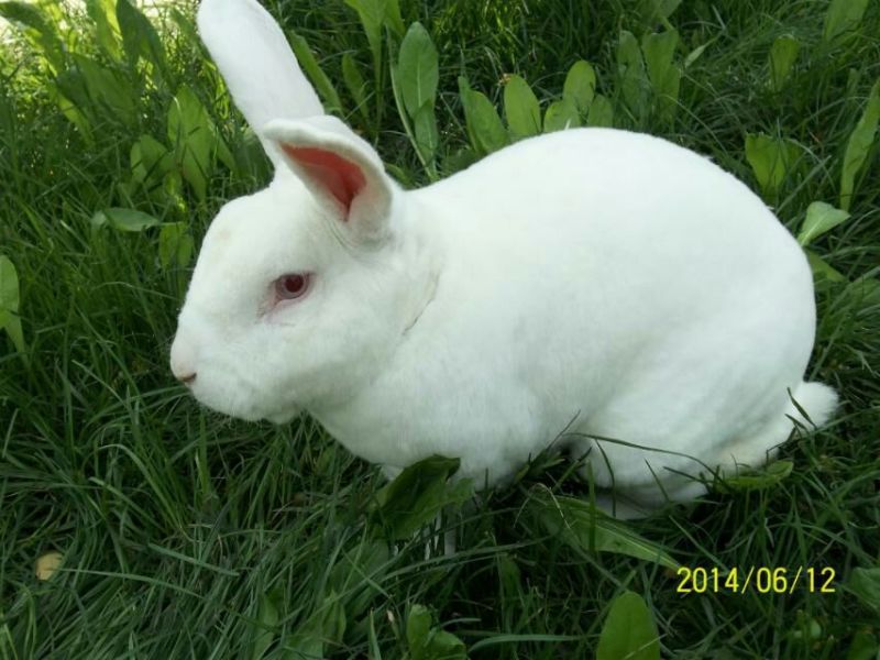 本土獭兔1~3kg