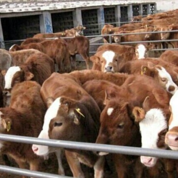 西门塔尔牛批发哪有鲁西黄牛养殖场肉牛犊价格