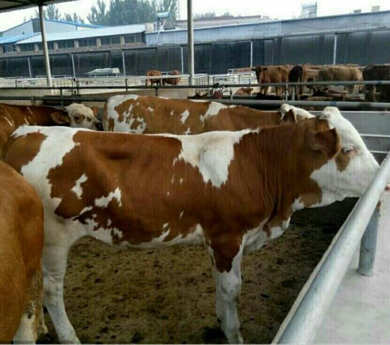 西门塔尔牛批发哪有鲁西黄牛养殖场肉牛犊价格