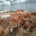 西门塔尔牛批发哪有鲁西黄牛养殖场肉牛犊价格