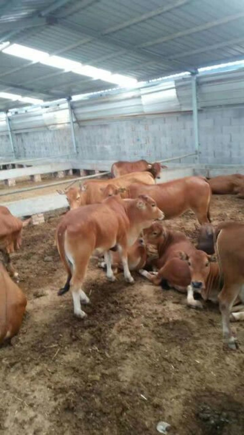西门塔尔牛批发哪有鲁西黄牛养殖场肉牛犊价格