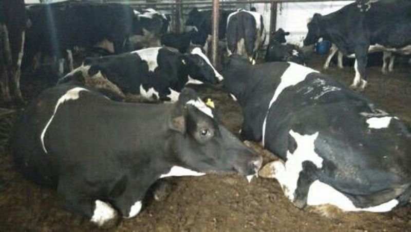 西门塔尔牛批发哪有鲁西黄牛养殖场肉牛犊价格