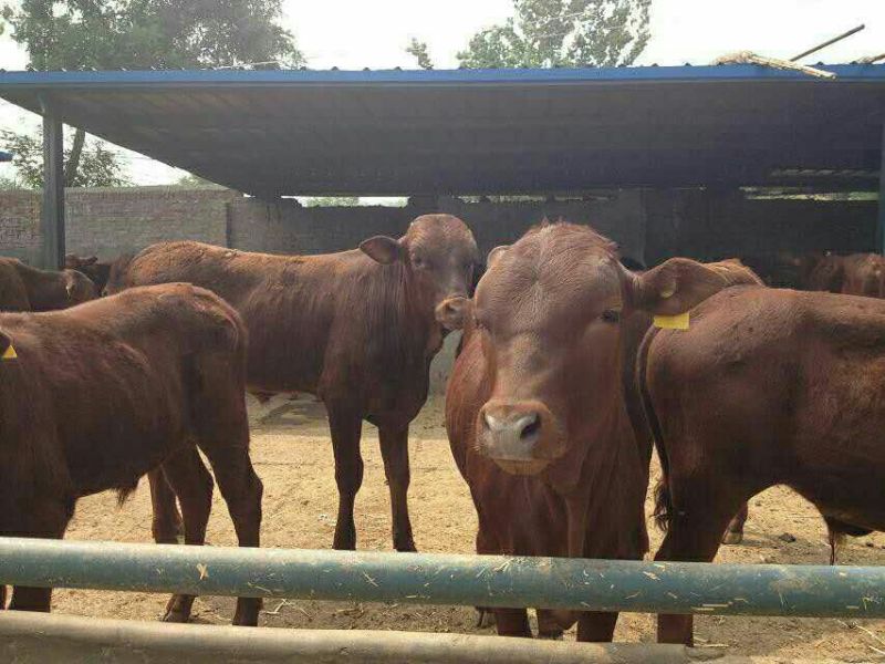西门塔尔牛批发哪有鲁西黄牛养殖场肉牛犊价格