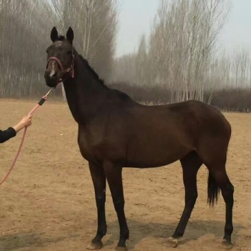 成年训好的半血马多少钱哪有养卖骑乘马的价格多少景区骑乘大