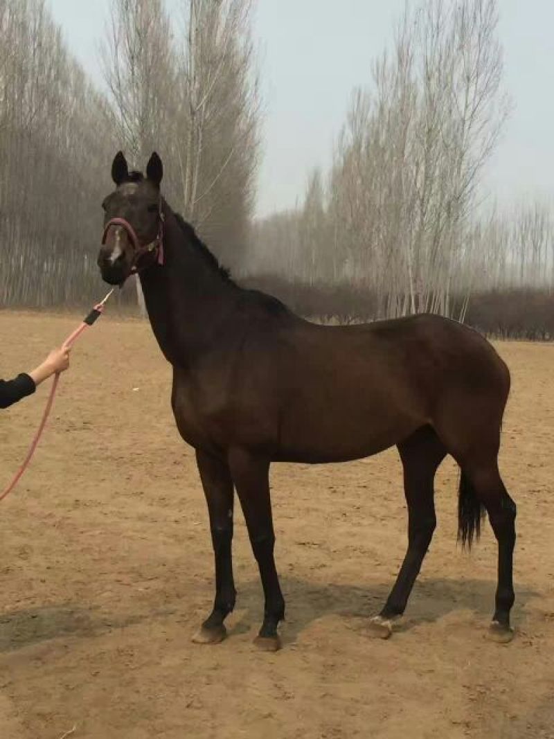 成年训好的半血马多少钱哪有养卖骑乘马的价格多少景区骑乘大