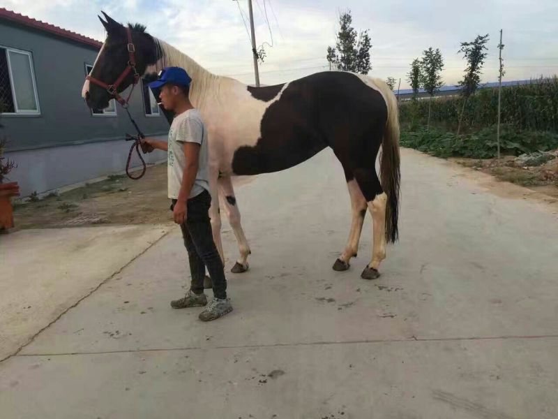 成年训好的半血马多少钱哪有养卖骑乘马的价格多少景区骑乘大