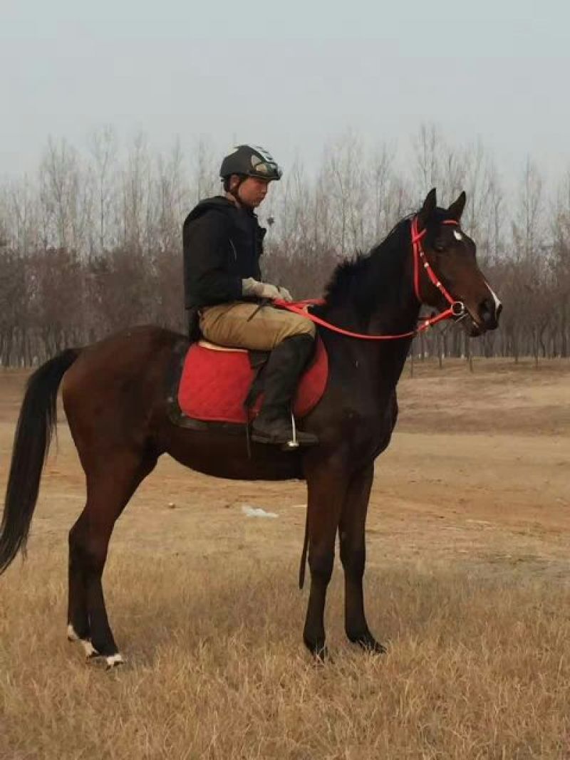 成年训好的半血马多少钱哪有养卖骑乘马的价格多少景区骑乘大