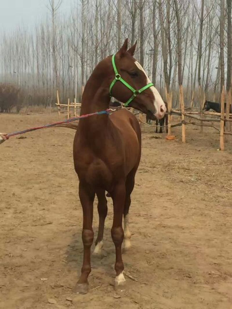 成年训好的半血马多少钱哪有养卖骑乘马的价格多少景区骑乘大