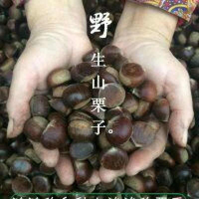 正宗山东油栗炒栗种代办代储代发市场货欢迎咨询一件代发