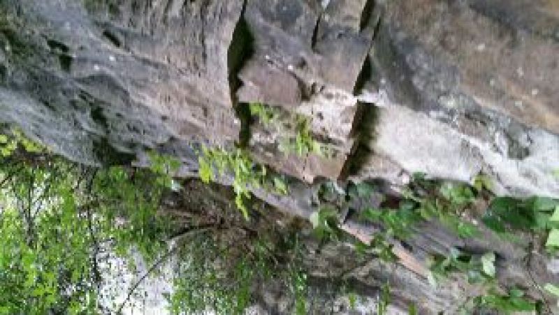 岩黄连