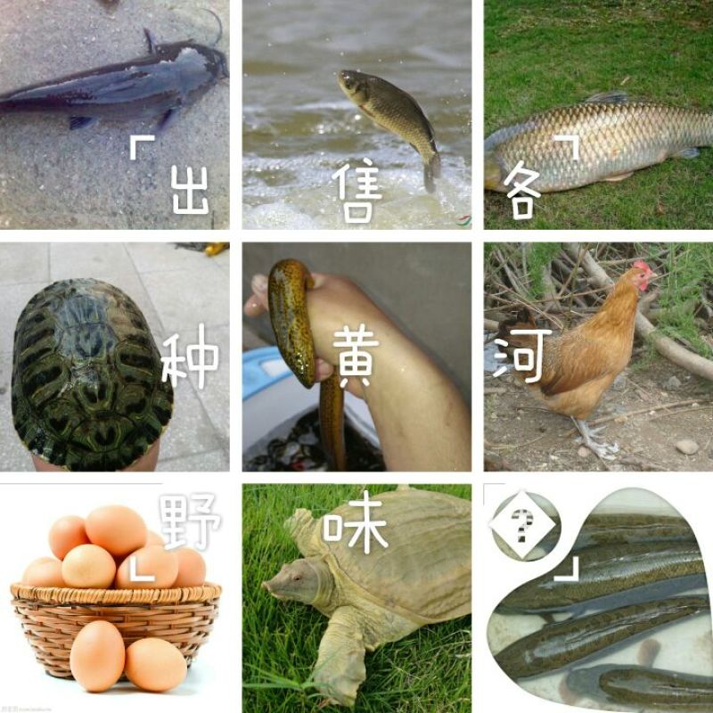 鳖2~2.5斤