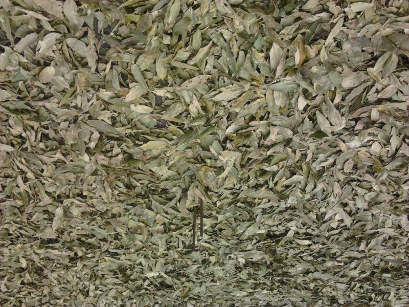 金花茶叶一级