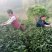 四川眉山绿茶花茶二级