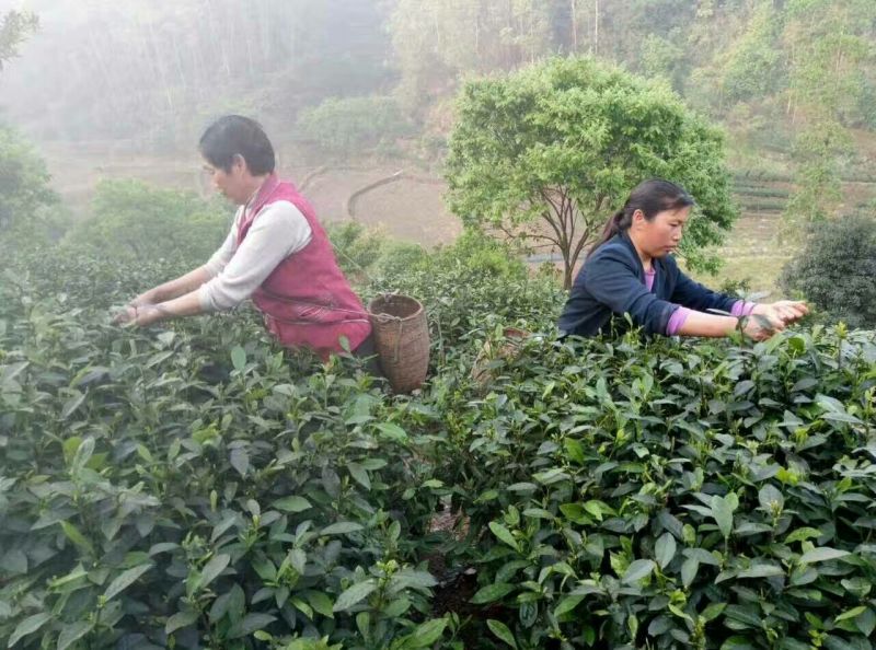 四川眉山绿茶花茶二级
