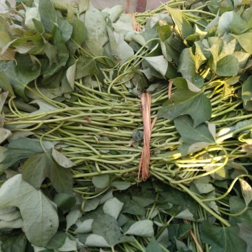 商薯19红薯苗25~35cm