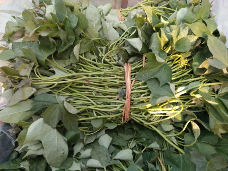 商薯19红薯苗25~35cm