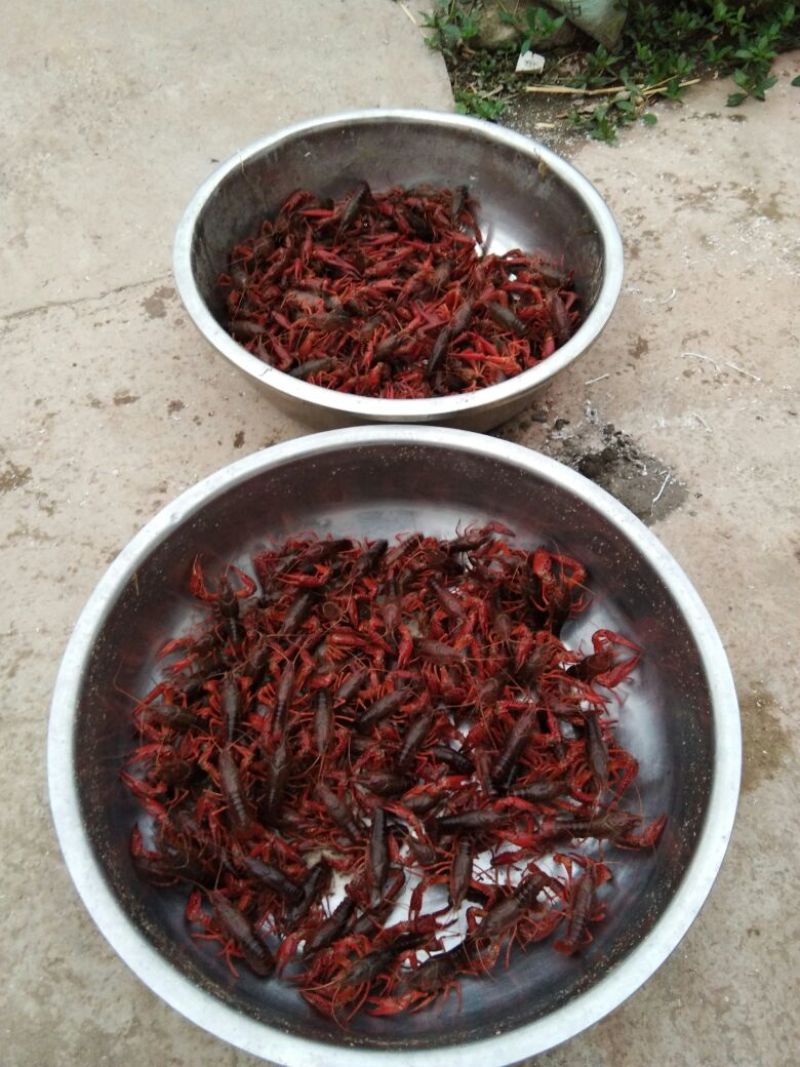 小龙虾种虾，主养3-6钱（15-30克）