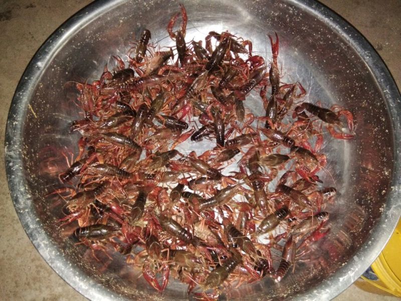 小龙虾种虾，主养3-6钱（15-30克）