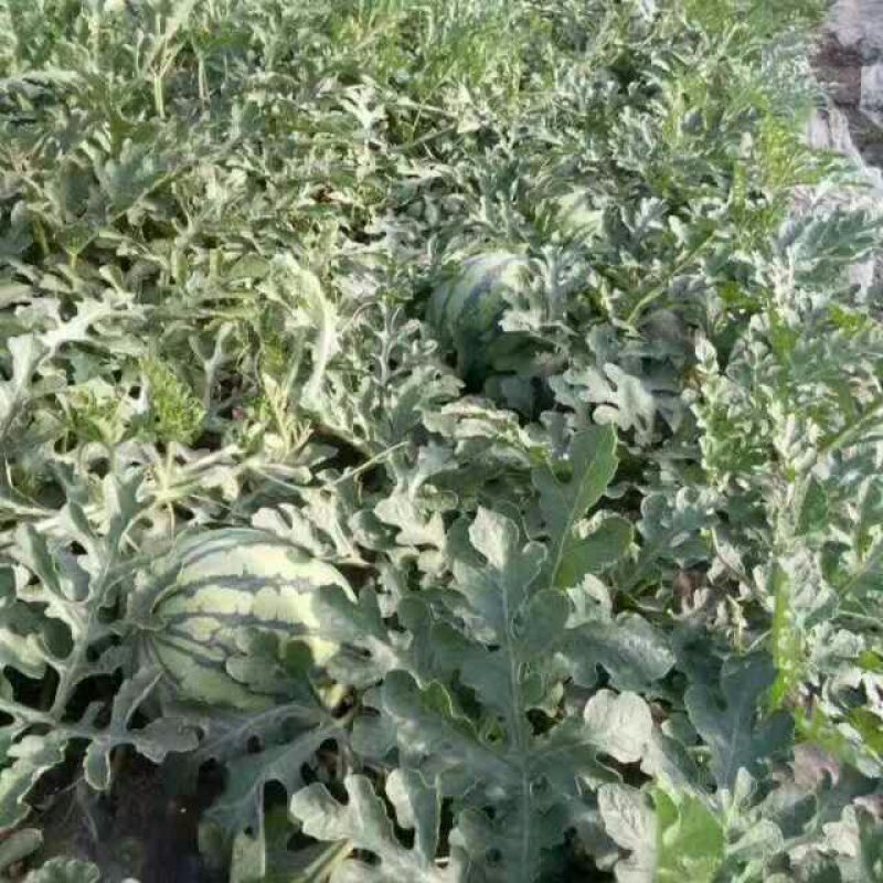 8424西瓜7斤打底9成熟1茬