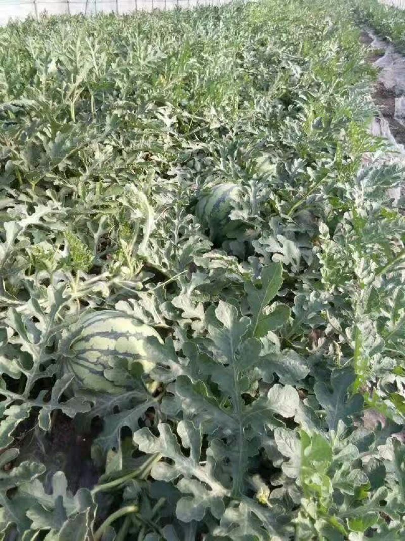 8424西瓜7斤打底9成熟1茬
