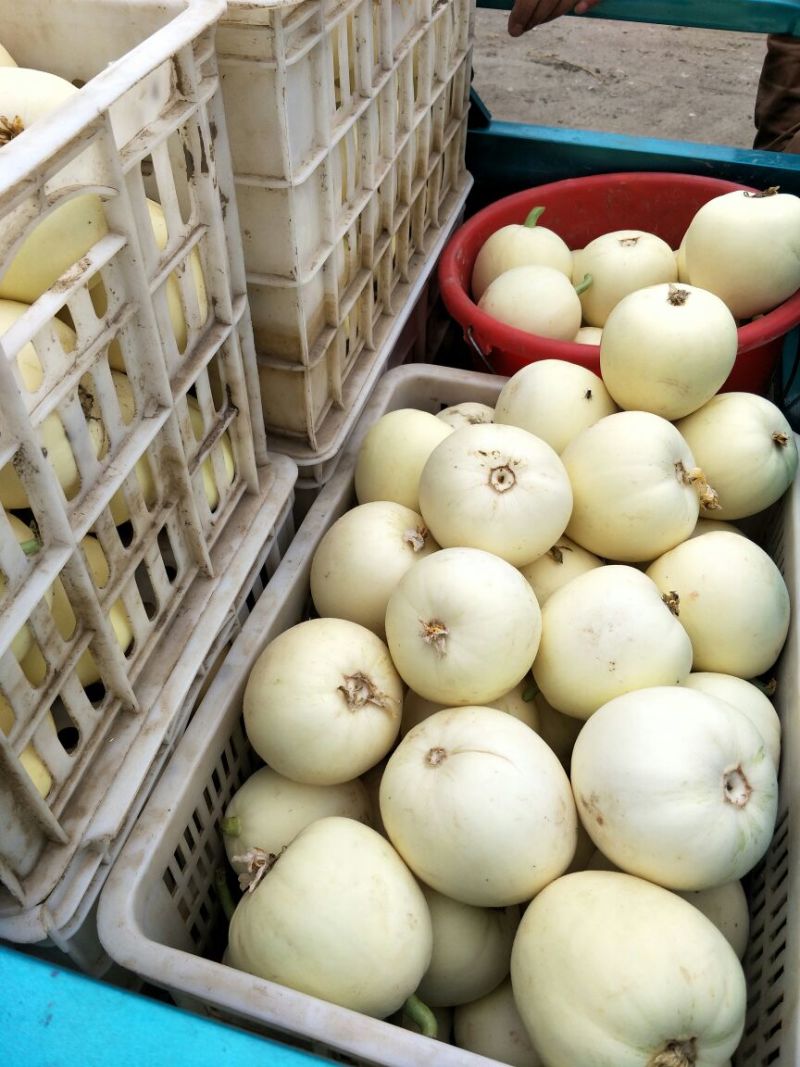 甜瓜1斤以上精品