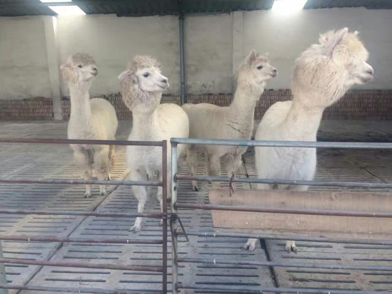 羊驼出售景区观赏小羊驼价格成年羊驼批发萌宠乐园观赏动物出
