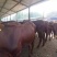 黄牛100~200kg