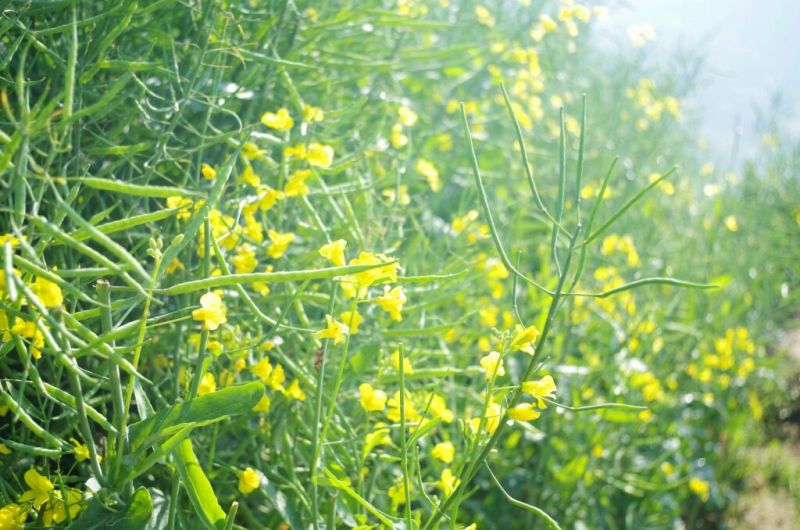 菜油一级