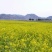 菜油一级