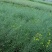 菜油一级