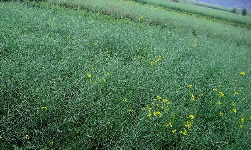 菜油一级