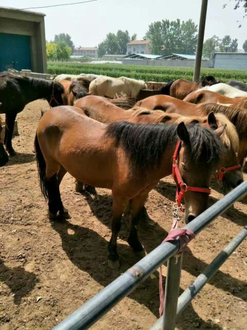 矮马150~200kg