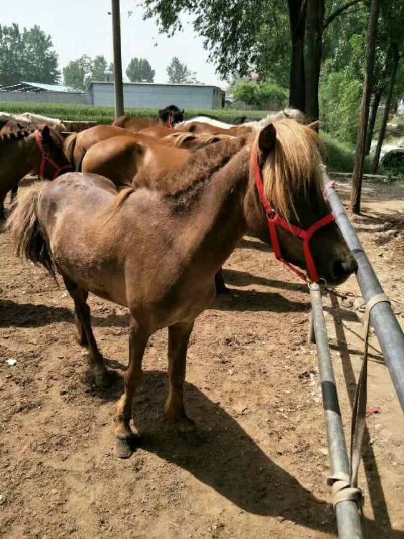 矮马150~200kg