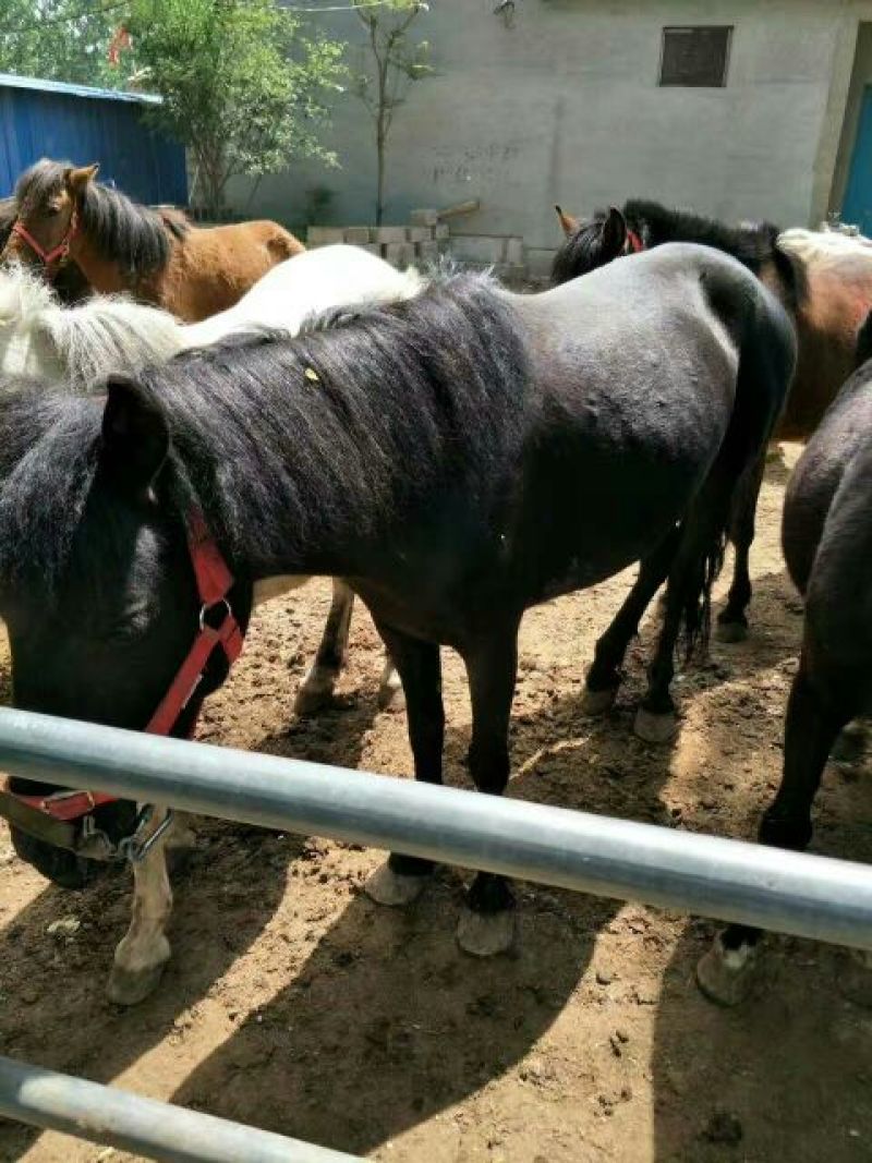 矮马150~200kg